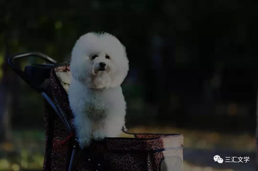 我家那闺女倪妮,我家那闺女全集