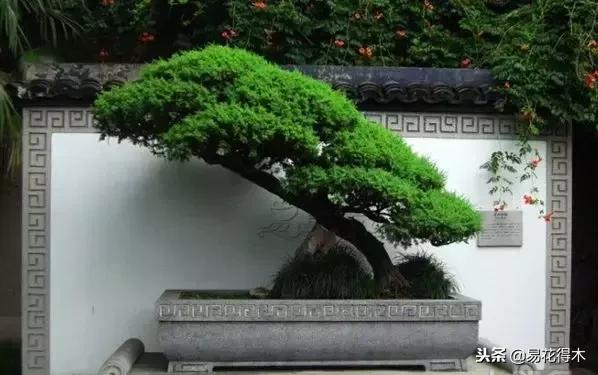 野山楂下山桩用什么土壤好,下山桩保湿成活技术