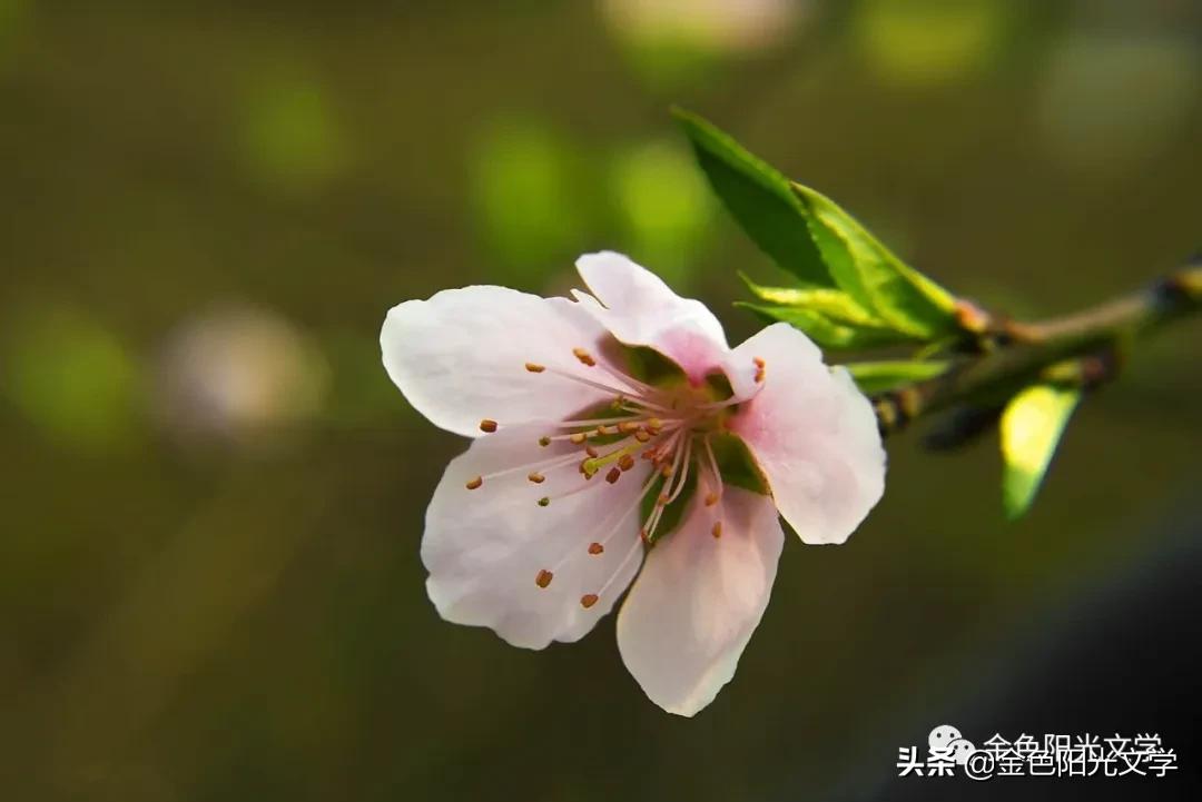 春天来了、春天的油菜花、我心中的春天、春诗