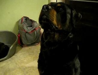 罗威纳犬和拉布拉多哪个适合家养,拉布拉多犬和罗威纳哪个好养