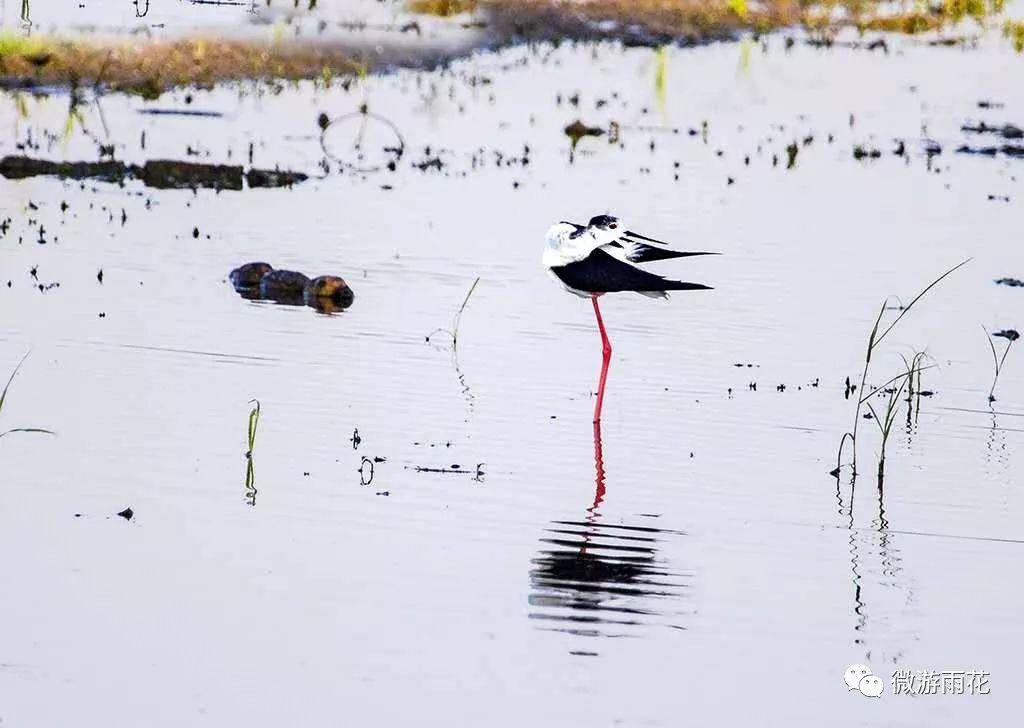 南京三桥湿地生态公园,南京三桥湿地公园
