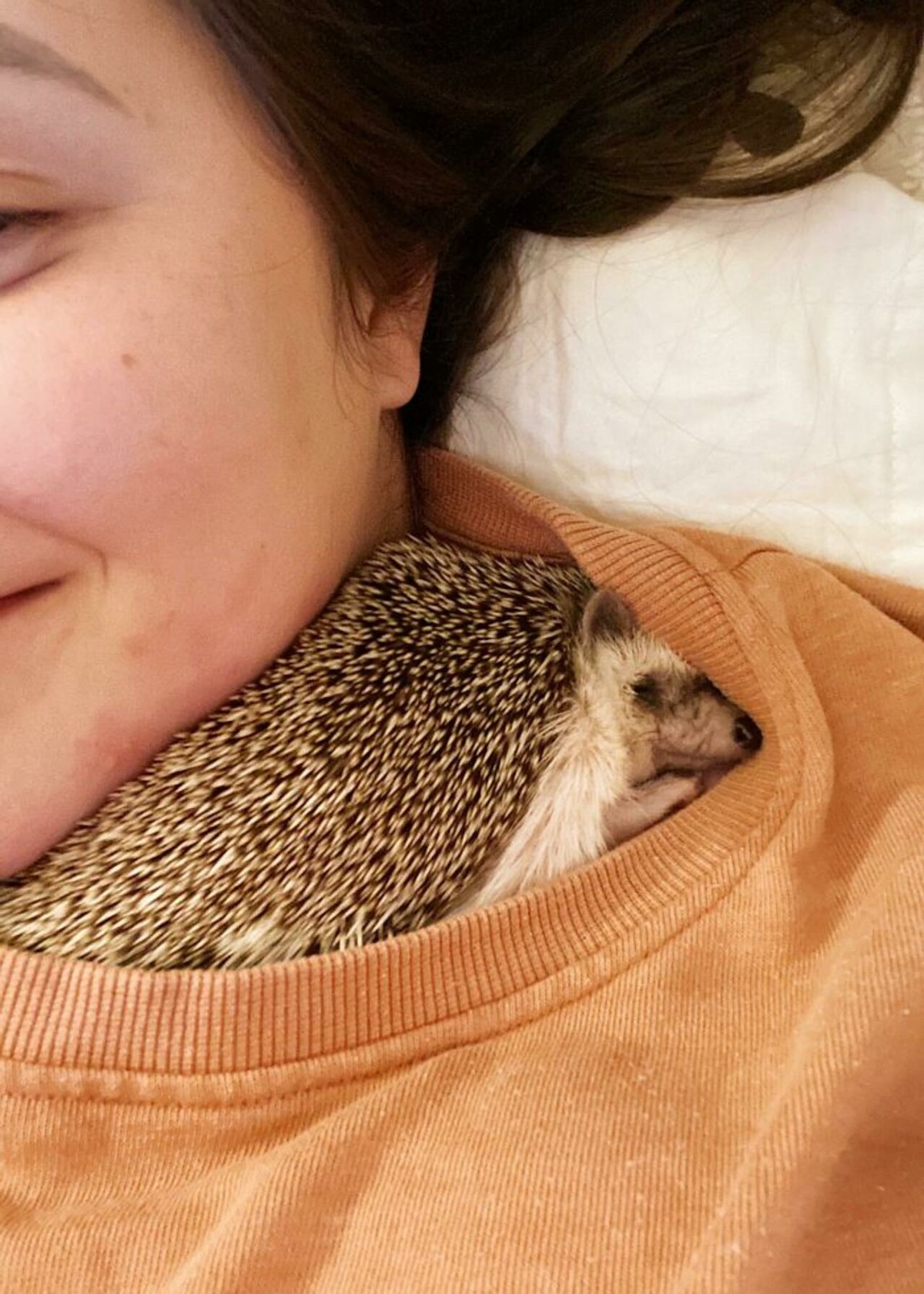 25张宠物刺猬生活的照片,从园艺到腹部按摩