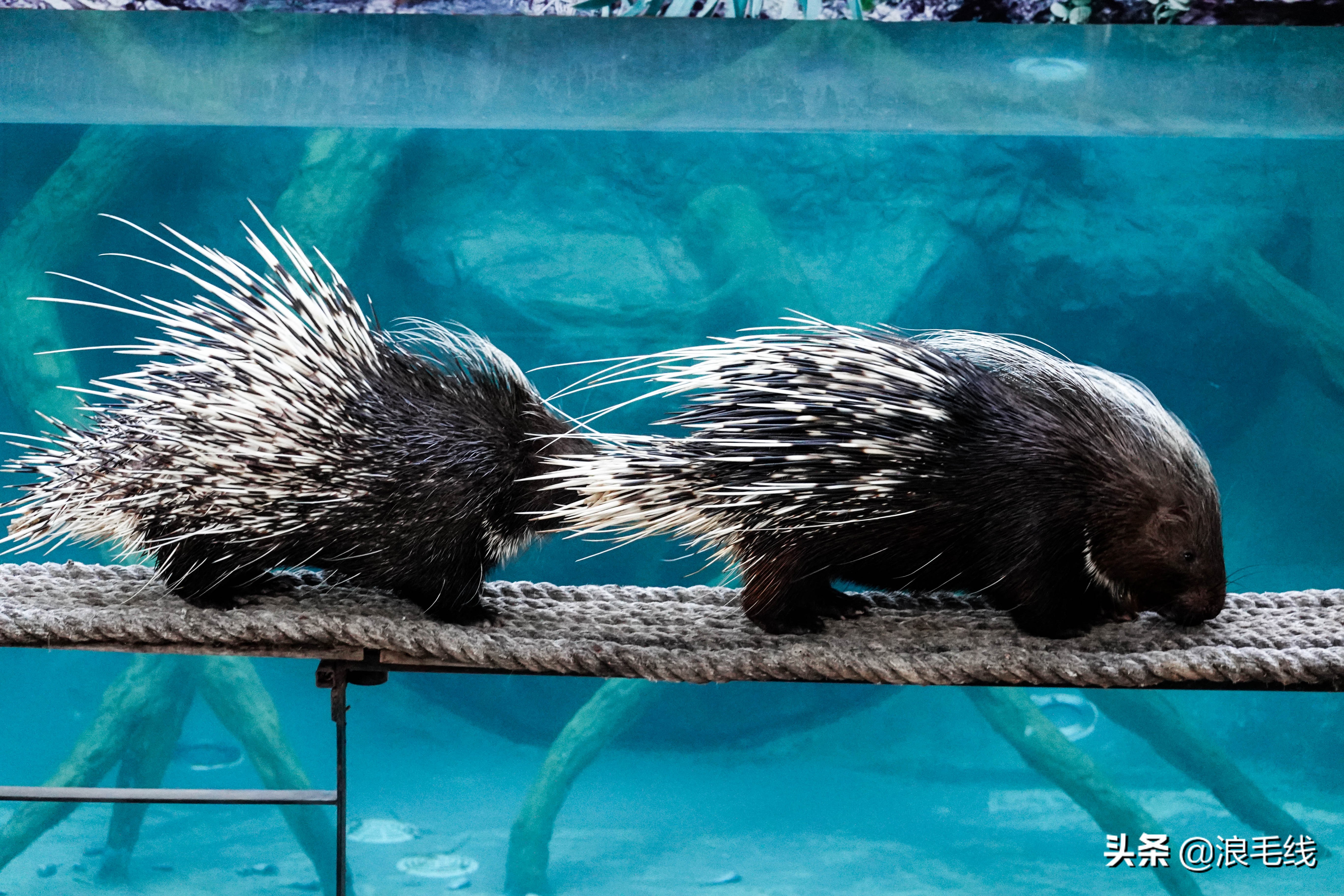 清迈疫情旅游推荐亲子游,清迈旅游攻略几月去好玩