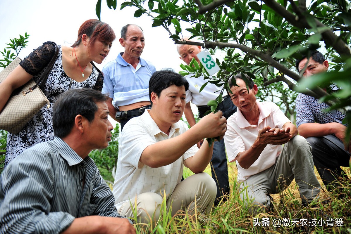 含氯化肥使用注意事项,长期使用中氯化肥对作物有危害吗