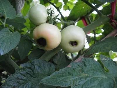 雾霾天气如何防治蔬菜病害,蔬菜低温病害及预防