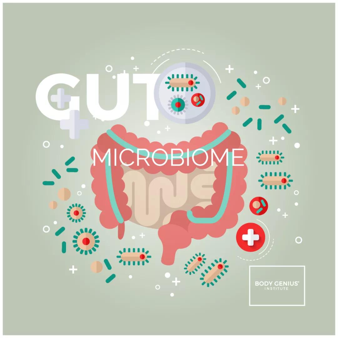 维持肠道益生菌活力,保持肠道菌群健康