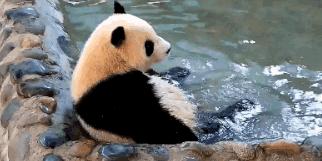 熊猫萌,熊猫萌啦