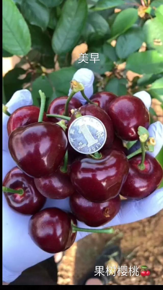 樱桃之王：俄罗斯8号Pk福星