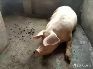 母猪便秘不用愁，试试这八种解决方法！