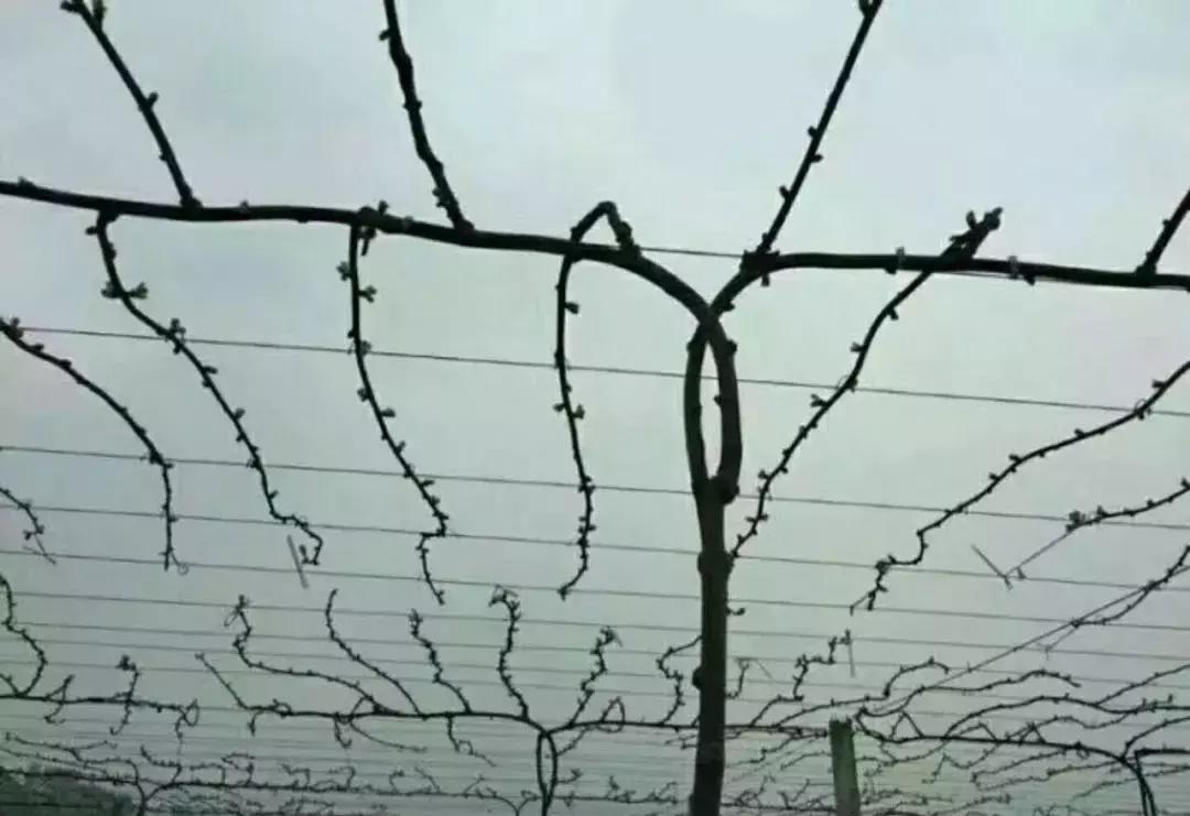 丰产树形与简易修剪法,一杆两蔓树形