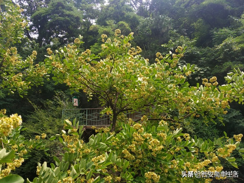 高冠瀑布现在开放吗,高冠瀑布值得去不