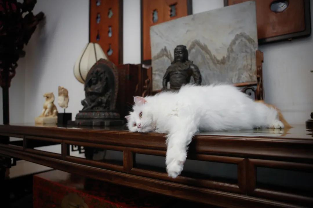 跟本喵同星座的两脚兽一定很“仙儿”