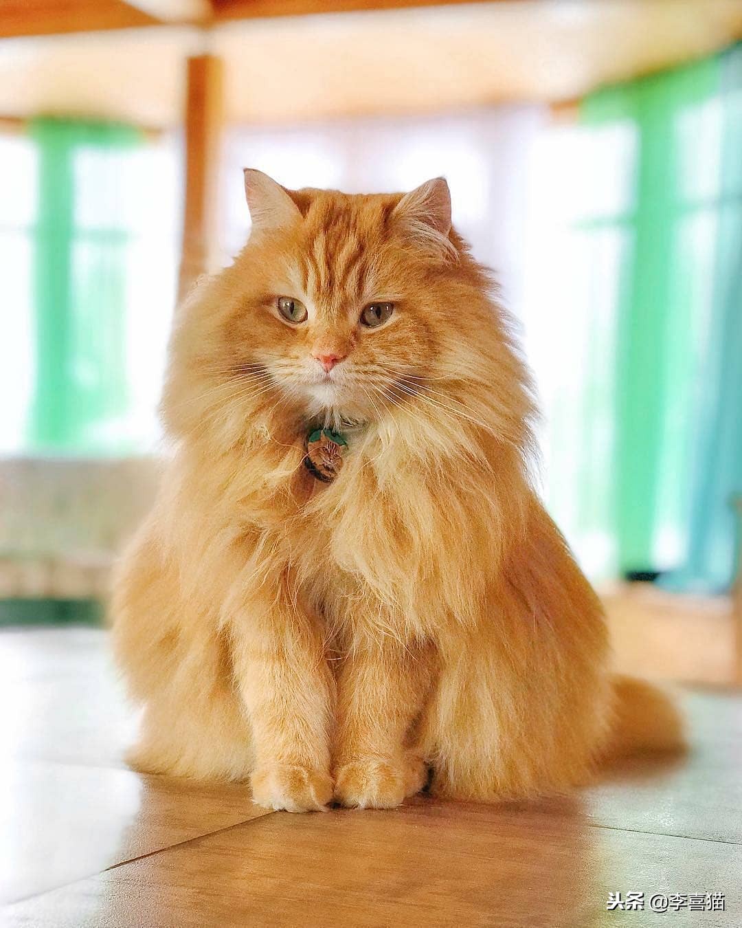 猫咪怀孕铲屎官要怎么办,猫咪怀孕生娃吃什么