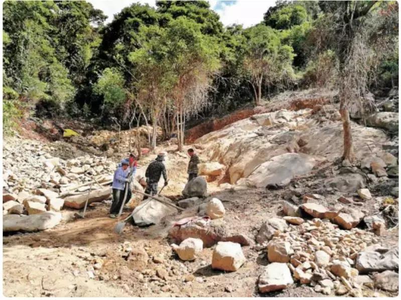 痛心！七娘山这种叫“金毛狗”的珍稀植物大量被毁