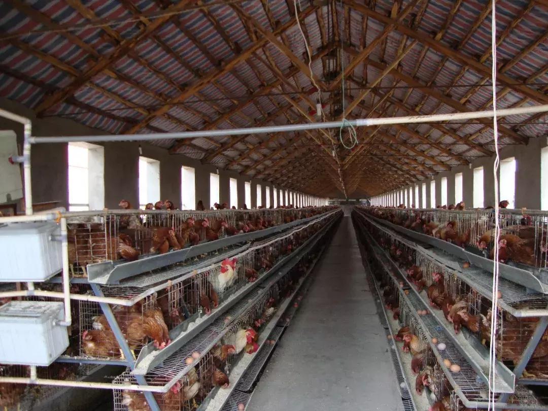 “五颜六色”的粪便背后隐藏着什么？又和肝脏疾病有怎样的联系呢