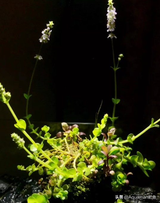 便宜又好养的水草推荐,好养又便宜的水草推荐