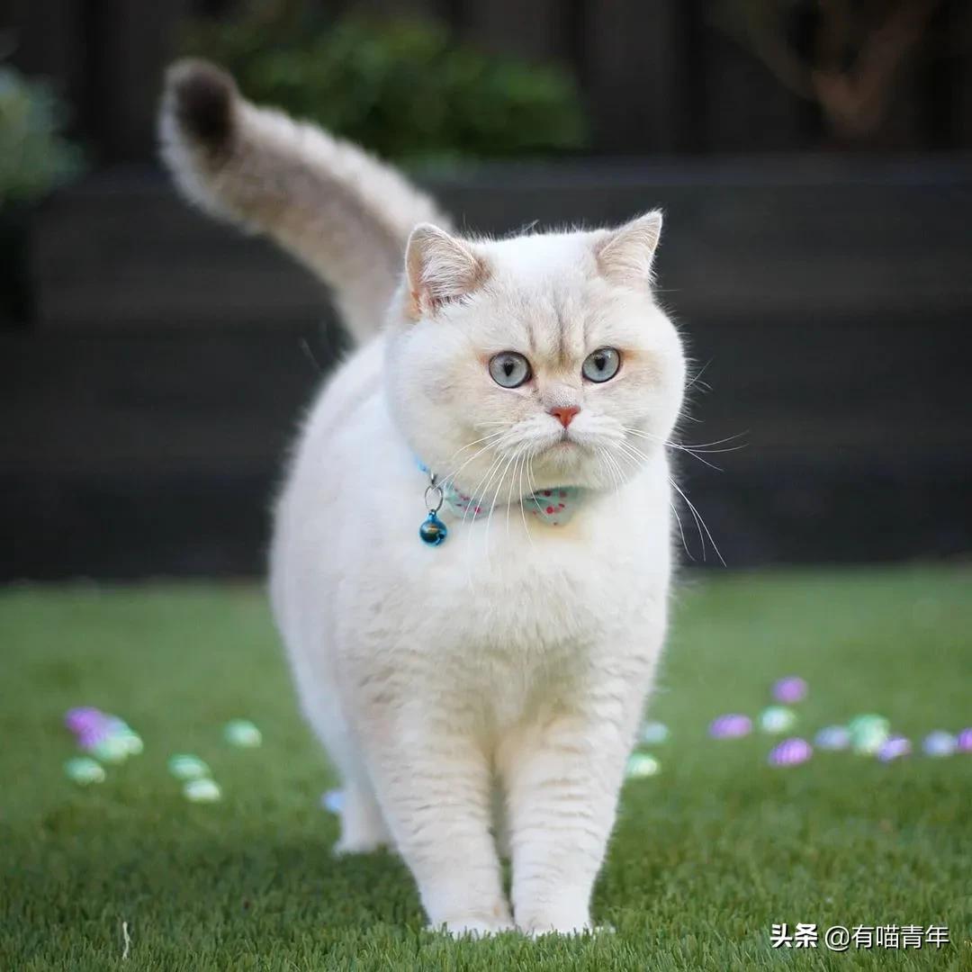 医生说我家猫很有性格,医生说我的猫有点傻