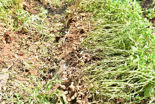 乡土散文拾麦子,乡土散文集