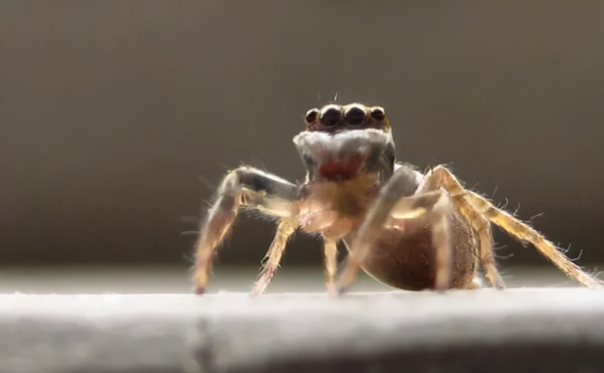 福建乡下一些常见的蜘蛛，看看有没有你认识的？
