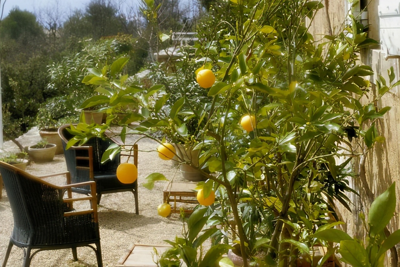 想吃水果不用买，栽一棵“小果树”，几个月就结果，南北方都可养