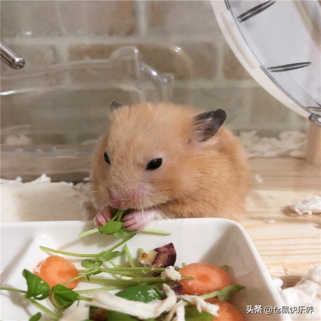 仓鼠因吃的太好而遭羡慕，但鼠鼠却愁容满面，表示菜单该换了