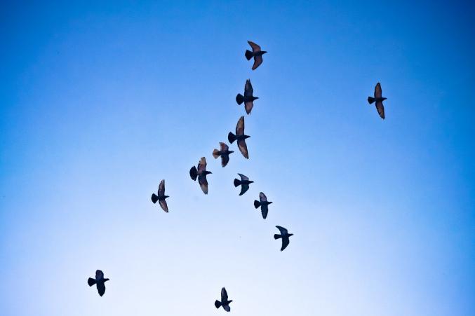 鸽子绿便死亡,鸽子绿便是怎么了