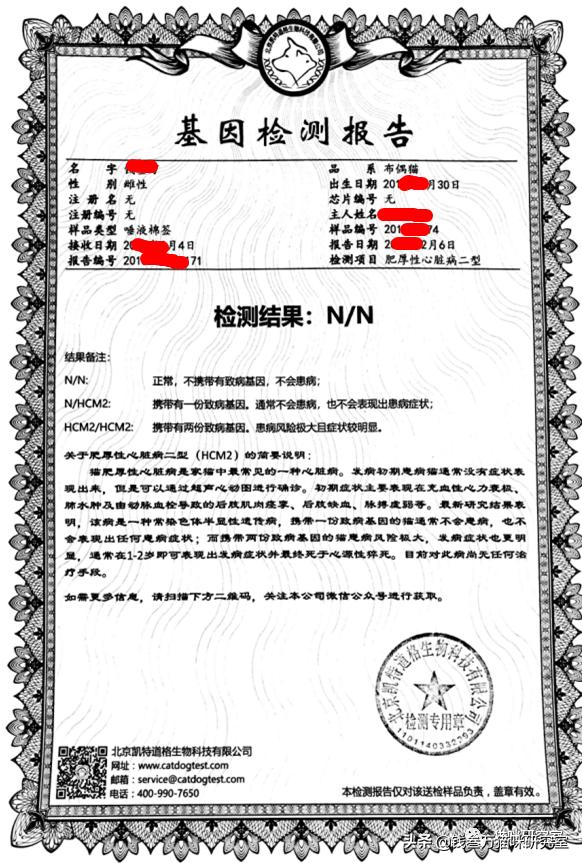 猫咪绝育生化检查坑人套路,猫绝育手术后的注意事项