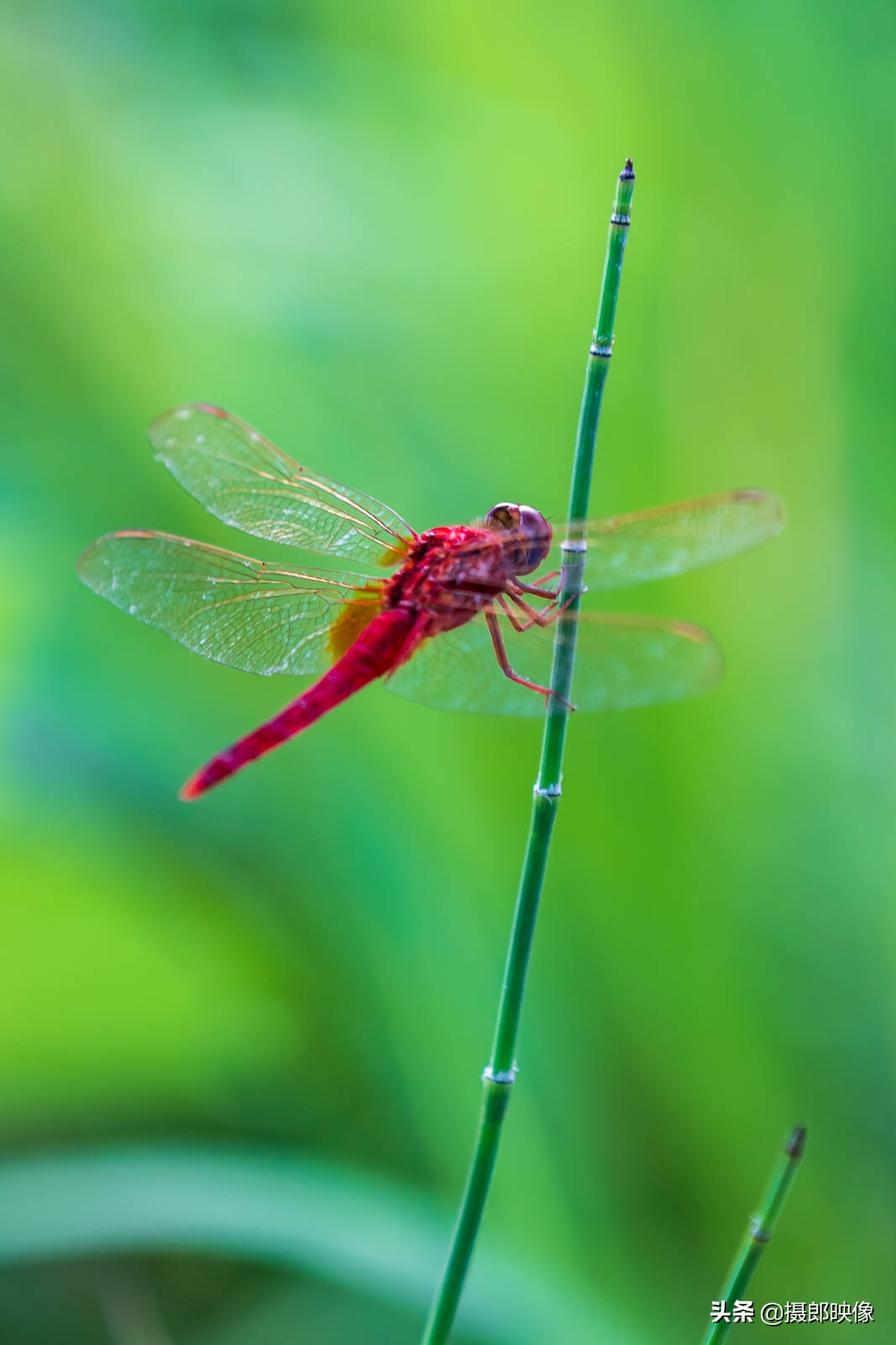 鍎挎椂璁板繂鐨勭孩铚昏湏,鍎挎椂鐨勭孩铚昏湏