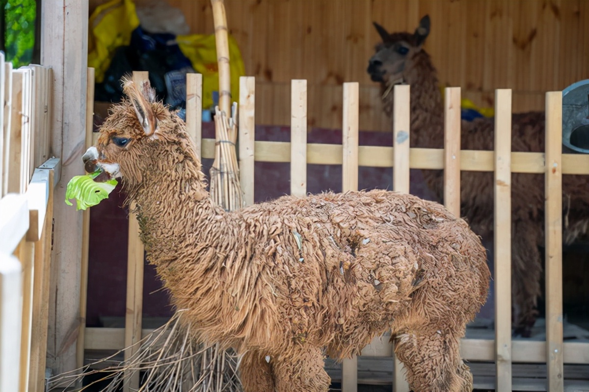 同里古镇亲子游,同里湖度假村亲子游