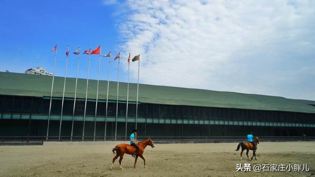 汗血宝马日行千里能跑多远,汗血宝马流汗后为什么要冲冷水