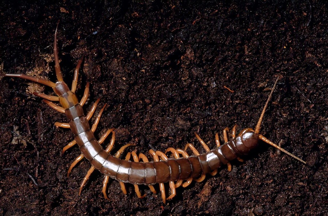 公鸡吃蜈蚣后为什么变得凶猛,为什么公鸡吃了蜈蚣变很凶