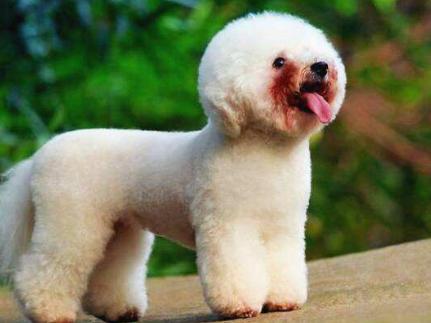 比熊犬泪痕严重怎么调理,比熊犬泪痕很严重怎么办