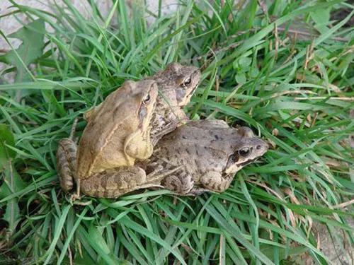 东北林蛙好吃吗,东北林蛙多少钱