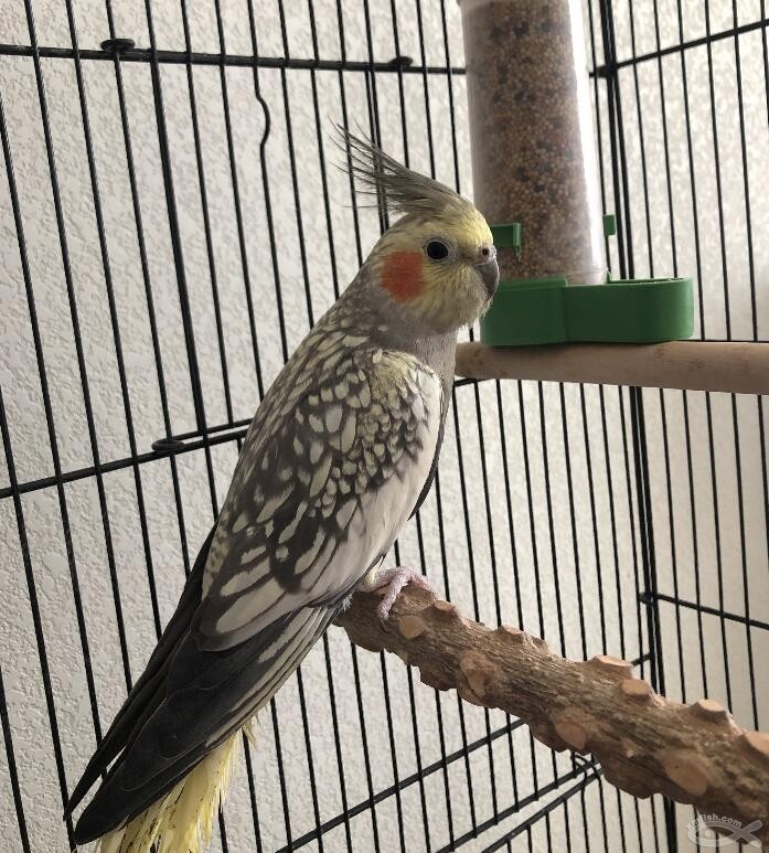 玄凤鹦鹉是不是国家保护动物,玄凤鹦鹉是国家保护动物