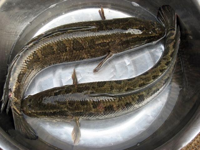 黑鱼和雷龙和金龙鱼哪个适合观赏,攻击性观赏鱼和黑鱼差不多