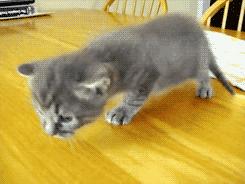 如何带小猫出国旅游,怎么带猫咪出国旅游最好