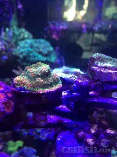 KELO钜彩照明LED水族灯试用活动鱼友评测详情(二)