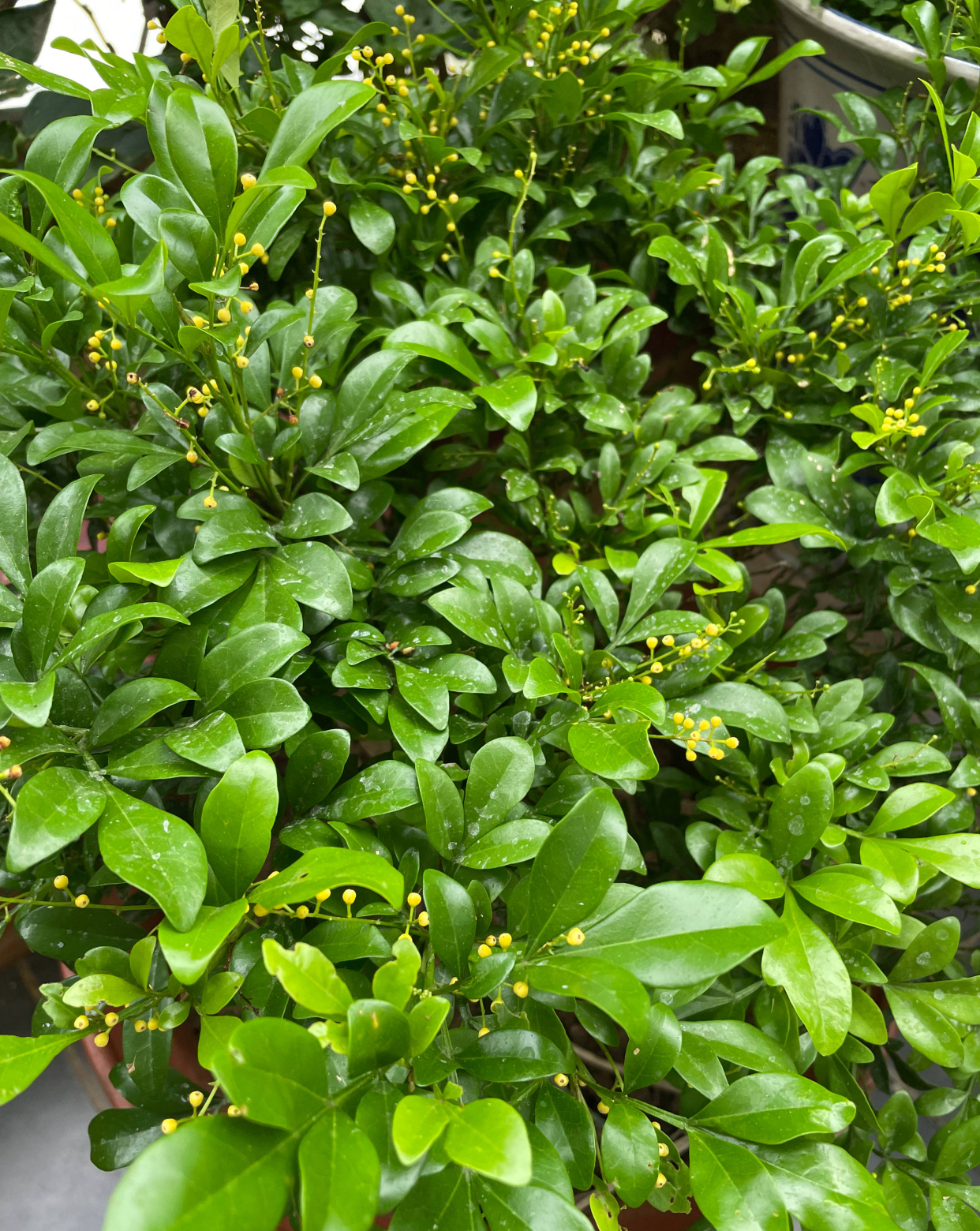 米兰花的四季养护方法和注意事项,米兰花冬天怎么养护和浇水方法