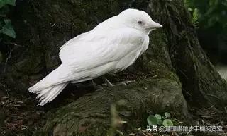 这60种罕见动物你见过几个,60种灭绝的动物