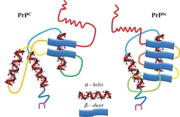 致死率百分百疾病,感染朊病毒有多可怕