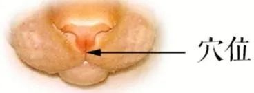 猫宫庄园大幅度提高新生小猫出生率的助产方法