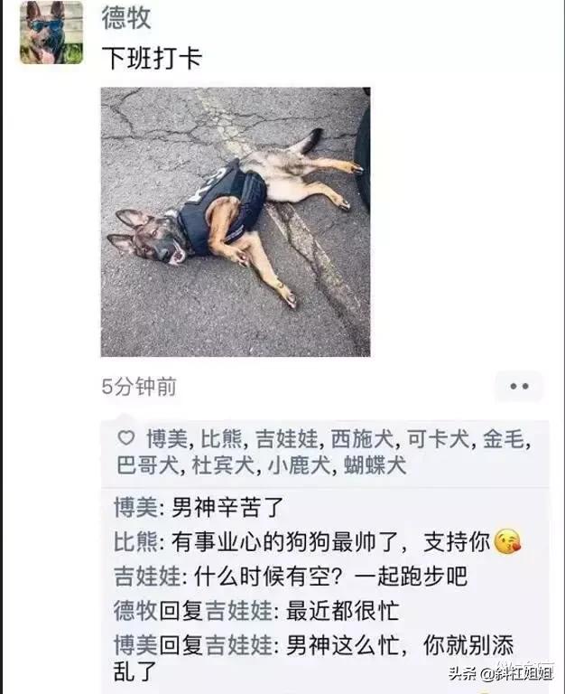 假如狗也有朋友圈,假如狗狗也有朋友圈