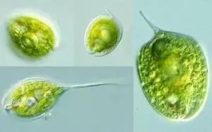 水产养殖藻类老化是怎样的,水产养殖显微镜下各种藻类