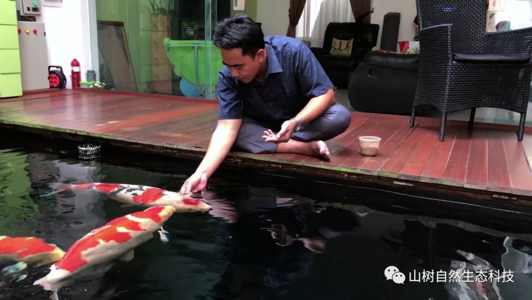 怎么训锦鲤最有效,锦鲤新手必备技巧