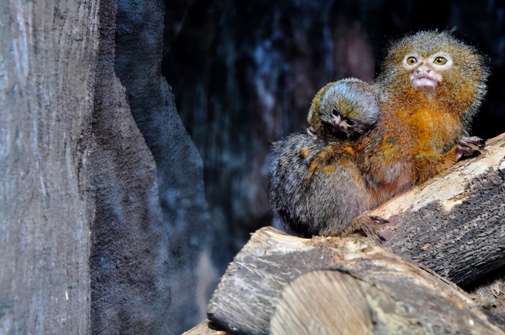 只有手指大小的小猴,只有拇指大的猴子能消失吗