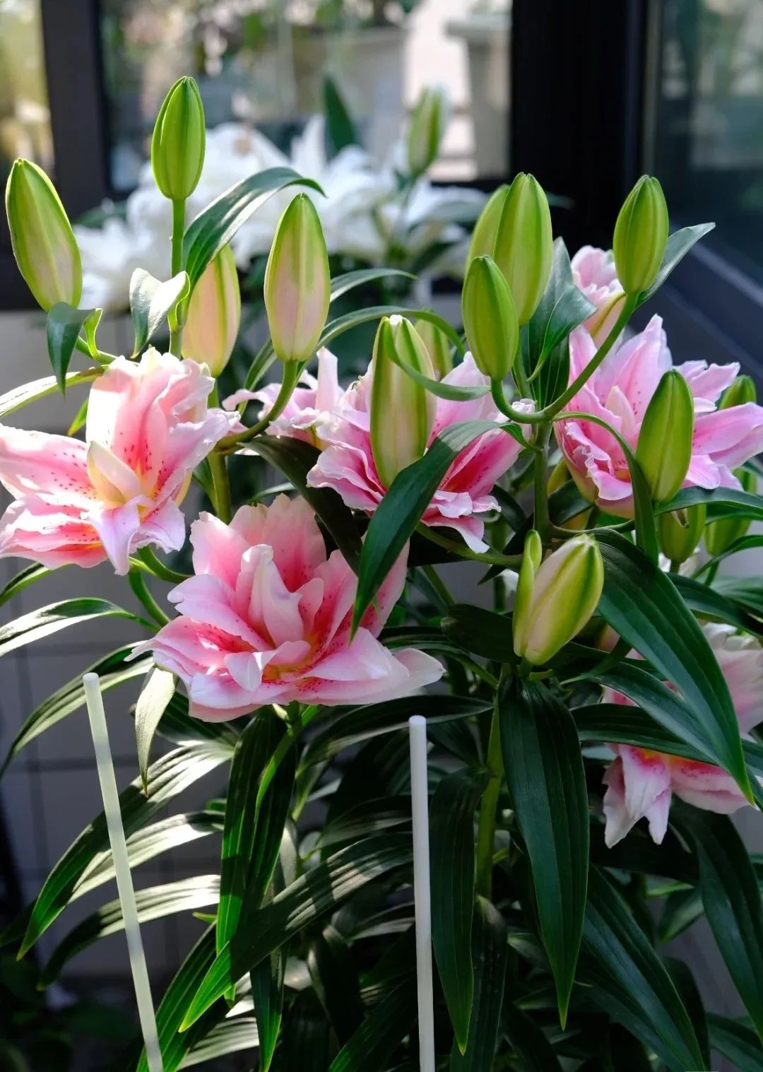 秋日赏花，百合必须要拥有姓名