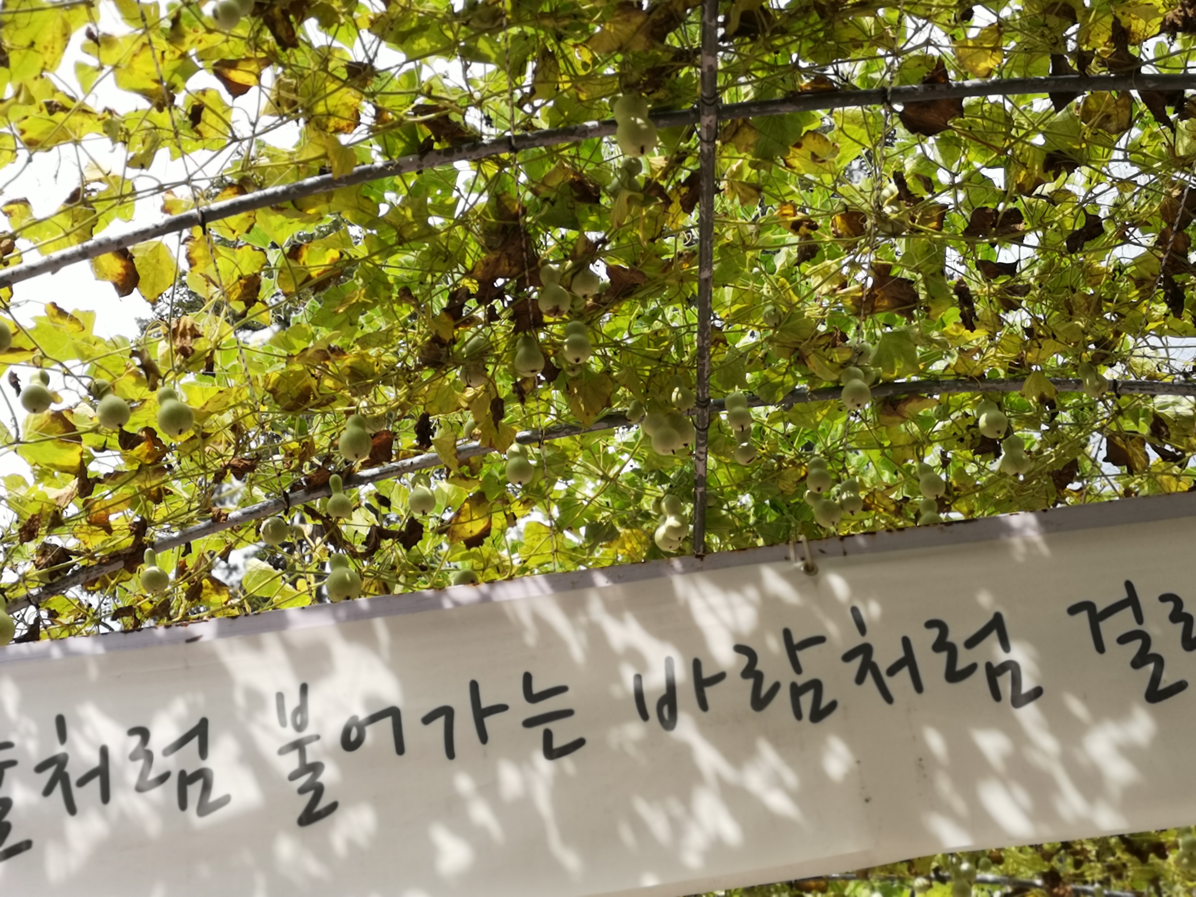 俗离山和法住寺——走进没有代购的别样韩国