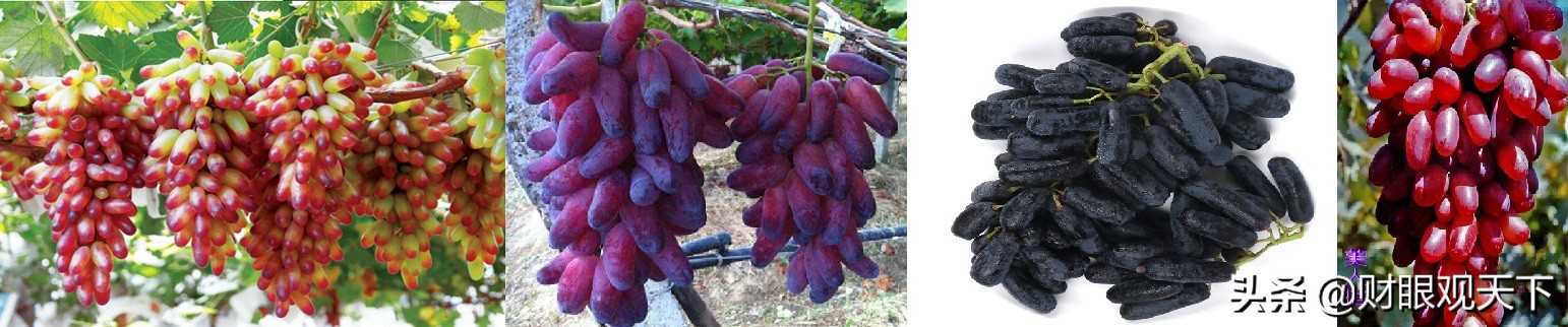 不能错过的*疆新**水果（五）