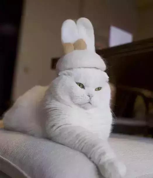 变废为宝绵羊毛衣,变废为宝旧毛衣