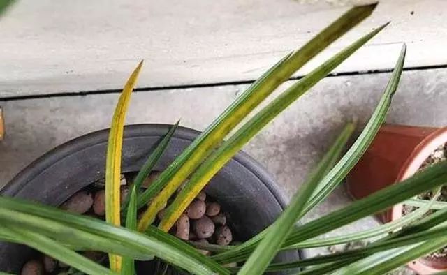 兰花叶子从中间开始黄怎么回事,兰花靠近根部的叶子变黄发黑